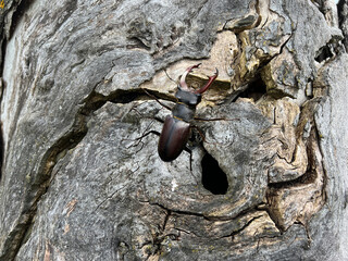 Stag beetle, Lucanus, cervus, Maennchen