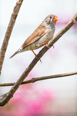 The Sunda zebra finch (Taeniopygia guttata) is a species of bird in the family Estrildidae
