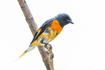 The small minivet (Pericrocotus cinnamomeus) is a small passerine bird. This minivet is found in tropical southern Asia