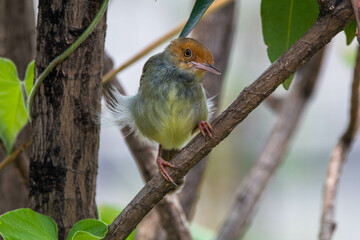 The ashy tailorbird (Orthotomus ruficeps)