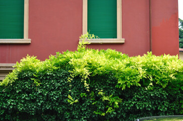 Fototapeta na wymiar Green natural hedge beside Shuttered windows of red painted building.