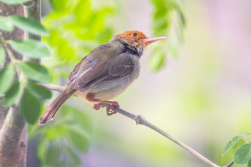 The ashy tailorbird (Orthotomus ruficeps)
