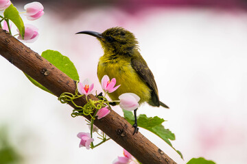 Obraz premium The olive-backed sunbird (Cinnyris jugularis), also known as the yellow-bellied sunbird