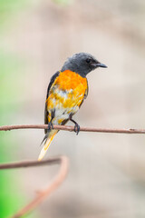Fototapeta premium The small minivet (Pericrocotus cinnamomeus) is a small passerine bird. This minivet is found in tropical southern Asia
