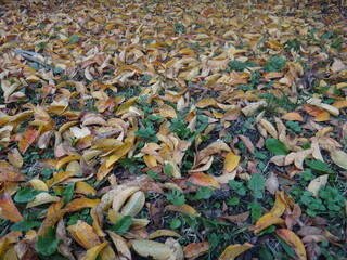 autumn floor