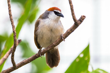 The chestnut-capped babbler (Timalia pileata) is a passerine bird of the family Timaliidae - obrazy, fototapety, plakaty