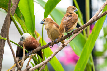 The white-headed munia (Lonchura maja) is a species of estrildid finch