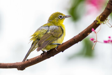 The Javan white-eye (Zosterops flavus) is a bird species in the family Zosteropidae that occurs in Java and Borneo