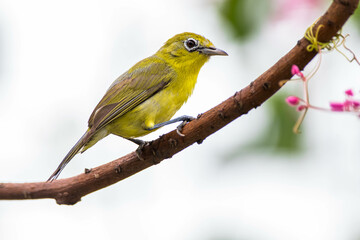 Fototapeta premium The Javan white-eye (Zosterops flavus) is a bird species in the family Zosteropidae that occurs in Java and Borneo