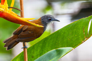 The white-breasted babbler (Stachyris grammiceps) is a species of bird in the family Timaliidae. It is endemic to the island of Java in Indonesia