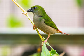The pin-tailed parrotfinch (Erythrura prasina) is a common species of estrildid finch found in Southeast Asia