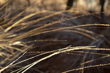 closeup of grasses background