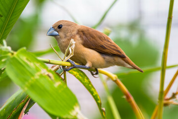 The white-headed munia (Lonchura maja) is a species of estrildid finch