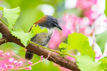 The white-breasted babbler (Stachyris grammiceps) is a species of bird in the family Timaliidae. It is endemic to the island of Java in Indonesia