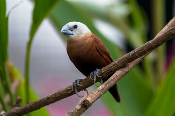 The white-headed munia (Lonchura maja) is a species of estrildid finch