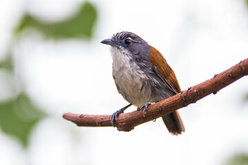 The white-breasted babbler (Stachyris grammiceps) is a species of bird in the family Timaliidae. It is endemic to the island of Java in Indonesia