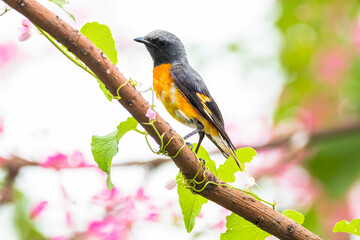 The small minivet (Pericrocotus cinnamomeus) is a small passerine bird. This minivet is found in tropical southern Asia