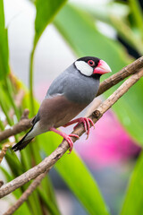 The Java sparrow (Padda oryzivora), also known as Java finch, Java rice sparrow or Java rice bird, is a small passerine bird