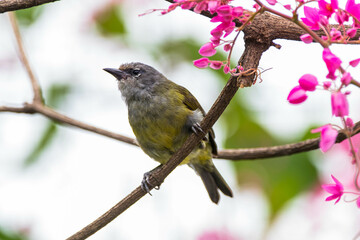 The Javan white-eye (Zosterops flavus) is a bird species in the family Zosteropidae that occurs in Java and Borneo