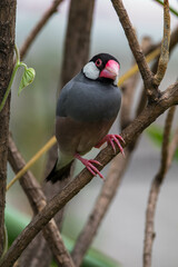 The Java sparrow (Padda oryzivora), also known as Java finch, Java rice sparrow or Java rice bird, is a small passerine bird