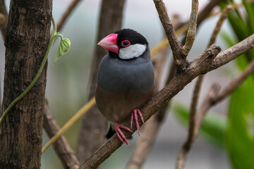 The Java sparrow (Padda oryzivora), also known as Java finch, Java rice sparrow or Java rice bird, is a small passerine bird