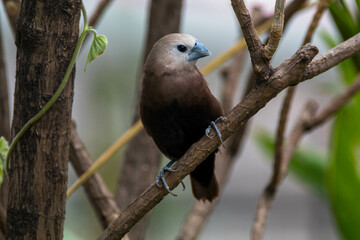The white-headed munia (Lonchura maja) is a species of estrildid finch