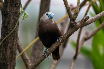 The white-headed munia (Lonchura maja) is a species of estrildid finch