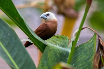 The white-headed munia (Lonchura maja) is a species of estrildid finch