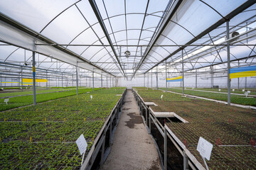 Seedlings grown in a modern greenhouse