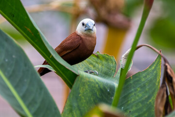 The white-headed munia (Lonchura maja) is a species of estrildid finch