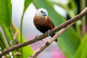 The white-headed munia (Lonchura maja) is a species of estrildid finch