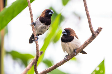 The Javan munia (Lonchura leucogastroides) is a species of estrildid finch native to southern Sumatra, Java, Bali and Lombok islands in Indonesia