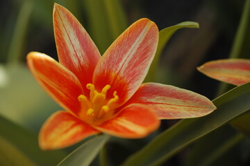 Die Schönheit des Frühlings