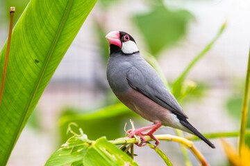 The Java sparrow (Padda oryzivora), also known as Java finch, Java rice sparrow or Java rice bird, is a small passerine bird