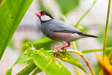 The Java sparrow (Padda oryzivora), also known as Java finch, Java rice sparrow or Java rice bird, is a small passerine bird