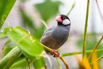 The Java sparrow (Padda oryzivora), also known as Java finch, Java rice sparrow or Java rice bird, is a small passerine bird