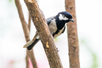The great tit (Parus major) is a passerine bird in the tit family Paridae