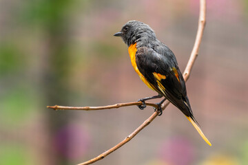 Fototapeta premium The small minivet (Pericrocotus cinnamomeus) is a small passerine bird. This minivet is found in tropical southern Asia