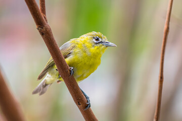 The Javan white-eye (Zosterops flavus) is a bird species in the family Zosteropidae that occurs in Java and Borneo