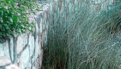 high green grass plants with rain drops, stone wall, nature environment