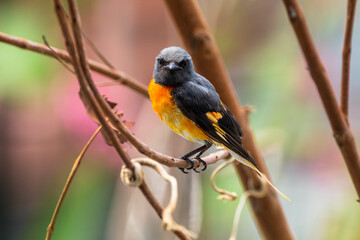 The small minivet (Pericrocotus cinnamomeus) is a small passerine bird. This minivet is found in tropical southern Asia