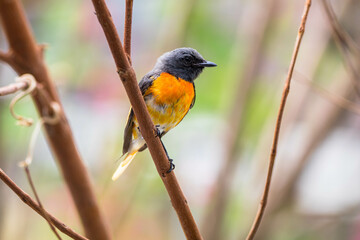 The small minivet (Pericrocotus cinnamomeus) is a small passerine bird. This minivet is found in tropical southern Asia