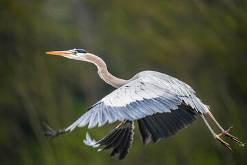 great blue heron