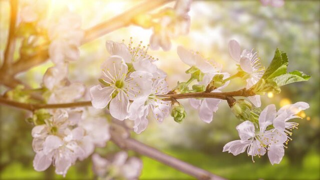 4K Time Lapse of flowering Cherry flowers on black background. Spring timelapse of opening Sakura flowers on branches Cherry tree.