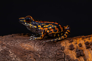 Striped Stream Frog (Pulchrana signata)