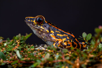 Striped Stream Frog (Pulchrana signata)