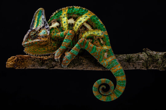 The veiled chameleon (Chamaeleo calyptratus) is a species of chameleon (family Chamaeleonidae) native to the Arabian Peninsula in Yemen and Saudi Arabia