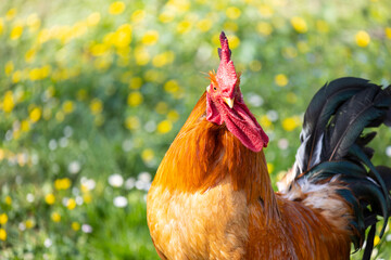 Retrato de un impresionante gallo en un campo de hierba verde en primavera con flores (Gallus...