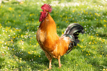 Retrato de un impresionante gallo en un campo de hierba verde en primavera con flores (Gallus gallus domesticus)