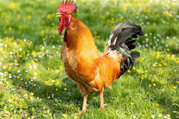 Retrato de un impresionante gallo cantando en un campo de hierba verde en primavera con flores...